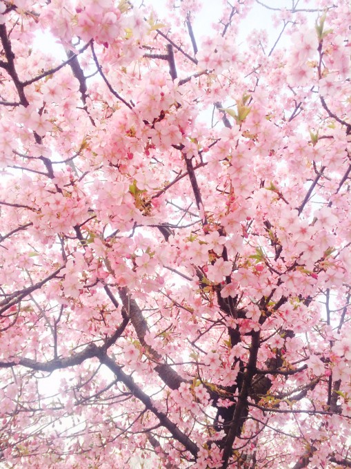 早咲きの河津桜はピンク色が濃くてかわいらしい