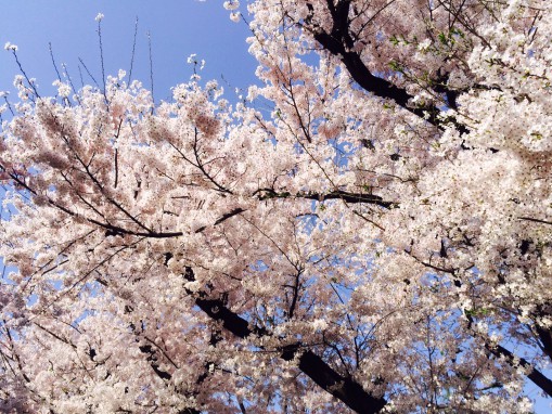 この花の房のふわふわ感がソメイヨシノ