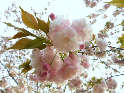 入社1年目の桜の写真です